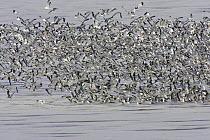 Ring-billed gull (Larus delawarensis) flock landing on water, Cherry Creek State Park, Denver, Colorado, USA
