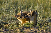 Swift fox (Vulpes velox) mother and cub playing, prairie grasslands, Southern Wyoming, USA