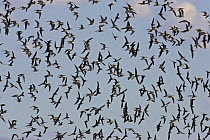 Wilson's phalarope (Phalaropus tricolor) flock flying, Blanca Wetlands, San Luis Valley, Colorado, USA
