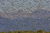 Wilson's phalarope (Phalaropus tricolor) flock flying, Blanca Wetlands, San Luis Valley, Colorado, USA