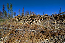 Deforestation of Lodgepole pine trees (Pinus contorta latifolia) Wyoming, USA