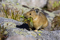 North American pika (Ochotona princeps) on rock carrying vegetation to store for the winter, Mount Evans, Colorado, USA, September