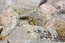North American pika (Ochotona princeps) on rock carrying vegetation to store for the winter, Mount Evans, Colorado, USA, September