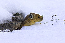 North American pika (Ochotona princeps) emerging from den below a rock, Mount Evans, Colorado, USA, winter