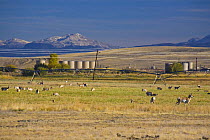 Pronghorn antelope (Antilocapra americana) herd grazing, Pinedale, Wyoming, USA. Gasoline storage structures in background.