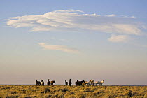 Wild Horses / Mustangs (Equus caballus) in the Red Desert, Wyoming, USA