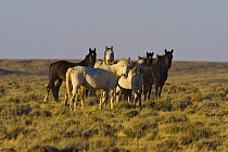 Wild Horses / Mustangs (Equus caballus) in the Red Desert, Wyoming, USA