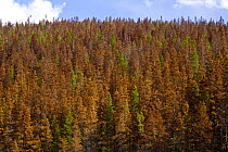 Pine trees (Pinus sp) killed by Mountain pine beetles (Dendroctonus ponderosae) Rocky Mountain National Park, Colorado, USA