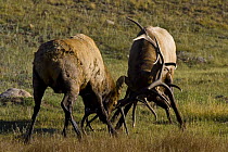 Two male Elk (Cervus canadensis) fighting, Horseshoe Park, Rocky Mountain National Park, Colorado, USA
