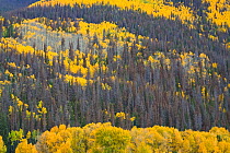 Forest with Aspen and Pine trees killed by Mountain pine beetles (Dendroctonus ponderosae) Rocky Mountain National Park, Colorado, USA