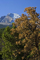 Lodgepole pines (Pinus contorta latifolia) one having been killed by bark beetles, Rocky Mountain National Park, Colorado, USA