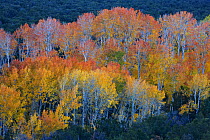 Quaking aspen trees (Populus tremuloides) in autumn, San Luis Valley, Colorado, USA