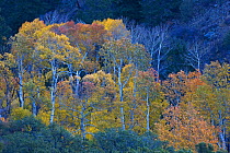 Quaking aspen trees (Aspen tremuloides) in autumn, San Luis Valley, Colorado, USA