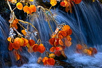 Quaking aspen tree (Populus tremuloides) leaves and twigs coated with ice, over stream, Southern Colorado, USA, October