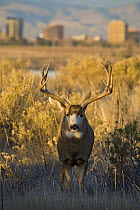 Mule deer (Odocoileus hemionus) buck, Cherry Creek State Park, Denver, Colorado, USA