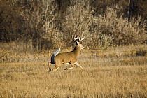 White-tailed deer (Odocoileus virginianus) buck running, Colorado, USA