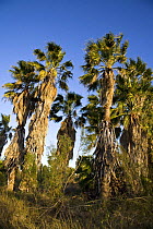 Tall Mexican fan palms (Washingtonia robusta) in the Nature Conservancy's Southmost Preserve along the Rio Grande, South Texas, USA