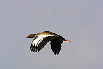 Black-bellied whistling duck (Dendrocygna autumnalis) flying, Nature Conservancy Southmost Preserve, Lower Rio Grande Valley wildlife corridor, Texas, USA