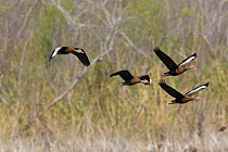 Black-bellied whistling ducks (Dendrocygna autumnalis) in flight, The Nature Conservancy's Southmost Preserve, Lower Rio Grande Valley wildlife corridor, Texas, USA