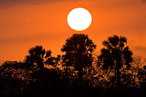 Sun setting over the rare sabal palms of South Texas, USA. Lower Rio Grande Valley wildlife corridor