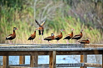 Black-bellied whistling ducks (Dendrocygna autumnalis) on wooden railing, Nature Conservancy's Southmost Preserve, Lower Rio Grande Valley, USA