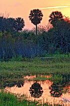 Nature Conservancy's Southmost Preserve, Lower Rio Grande Valley at sunset, Texas, USA