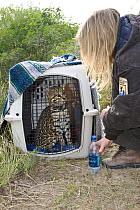 Ocelot (Felis pardalis) researcher, Jody Mays, checks the condition of a male captured earlier that day, having been fitted with a radio collar, before release. Ocelot trapping program, Laguna Atascos...