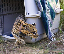 Ocelot (Felis pardalis) being released after having a radio collar put on, Laguna Atascosa National Wildlife Refuge, Texas, USA. The largest known population of wild ocelots in the USA lives on this r...
