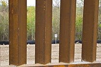 Wetlands and wildlife habitat viewed through the US / Mexico border wall now on the no-man's-land side, near the Lower Rio Grande Valley wildlife corridor, Hildalgo County, Texas, USA ILCP RAVE Januar...