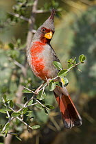Male Pyrrhuloxia (Pyrrhuloxia sinuatus) perched on a thorny branch, Lower Rio Grande Valley wildlife corridor, Texas, USA