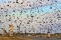 Large flock of Red winged blackbirds (Agelaius phoeniceus) flying across road, Lower Rio Grande Valley, Texas, USA