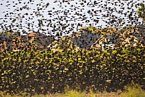 Large flock of Red winged blackbirds (Agelaius phoeniceus) migrating south for winter, foraging for grain on a recently ploughed field, Lower Rio Grande Valley wildlife corridor, Texas, USA
