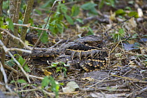 Common pauraque (Nyctidromus albicollis) sleeping on the ground, Lower Rio Grande Valley wildlife corridor, Texas, USA