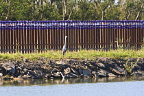 Great blue heron (Ardea herodias) standing between a reclamation pond and the US / Mexico border wall, Lower Rio Grande Valley wildlife corridor, Hidalgo County, Texas, USA ILCP RAVE January/February...