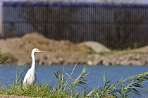Snowy egret (Egretta thula) standing next to a reclamation pond and the US / Mexico border wall near the Mexican border Lower Rio Grande Valley wildlife corridor, Hidalgo County, Texas, USA ILCP RAVE...