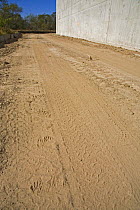 Raccoon (Procyon lotor) tracks along the length of the US / Mexico border wall (no mans land between the wall and the Rio Grande) Lower Rio Grande Valley wildlife corridor, Hidalgo County, Texas, USA...