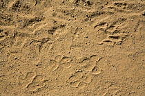 Bobcat (Felis rufus) tracks along the US / Mexico border wall on the no-man's-land side of the wall (between the wall and the Rio Grande) Lower Rio Grande Valley wildlife corridor, Hidalgo County, Tex...