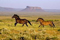 Two wild horses / Mustangs running, Red Desert, Wyoming, USA