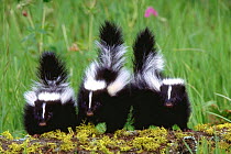 Three young Striped skunks (Mephitis mephitis) defensive behaviour with their tails up, Montana, USA, Summer