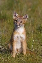 Swift fox (Vulpes velox) cub, Wyoming, USA
