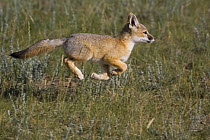 Swift fox (Vulpes velox) cub running, Wyoming, USA