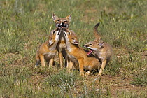 Swift fox (Vulpes velox) cubs greeting adult, Wyoming, USA