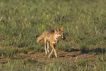 Swift fox (Vulpes velox) carrying prey, Wyoming, USA