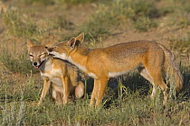 Two Swift foxes (Vulpes velox) one grooming the other, Wyoming, USA