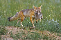Swift fox (Vulpes velox) carrying prey (Woodchuck?), Wyoming, USA