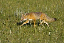 Swift fox (Vulpes velox) hunting, Wyoming, USA