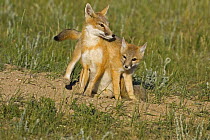 Swift fox (Vulpes velox) adult with cub climbing over its back, Wyoming, USA