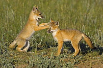 Swift fox (Vulpes velox) cubs playing, Wyoming, USA