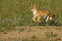 Swift fox (Vulpes velox) running, Wyoming, USA
