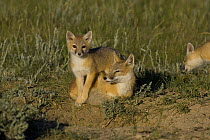 Swift fox (Vulpes velox) cub standing over adult, Wyoming, USA